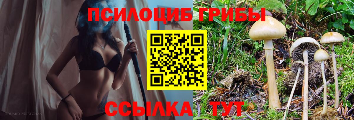 Псилоцибиновые грибы Cubensis Ивантеевка